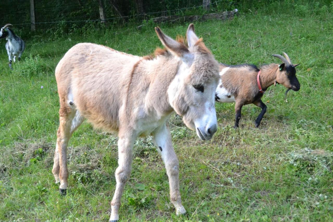 Le Paradis Des Animaux Coublevie Esterno foto