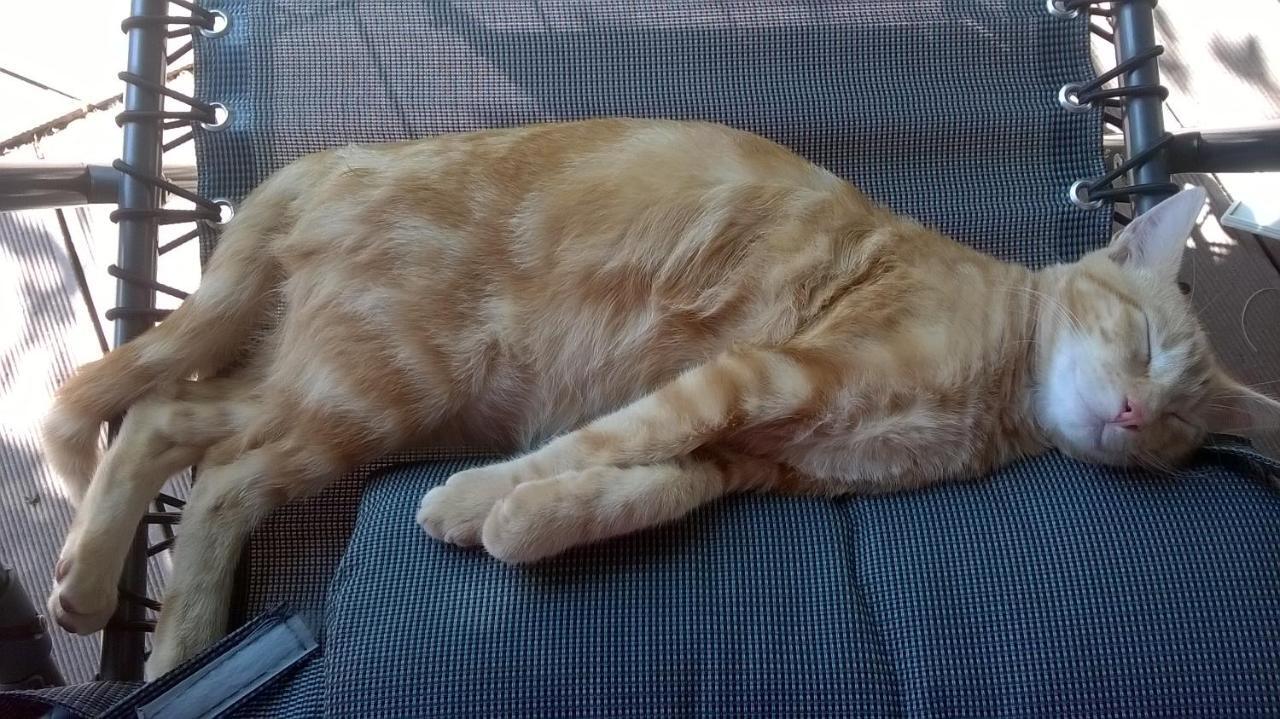 Le Paradis Des Animaux Coublevie Esterno foto